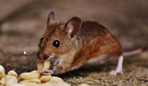 24 Hour & Emergency Exterminators in Fort Ransom, ND
